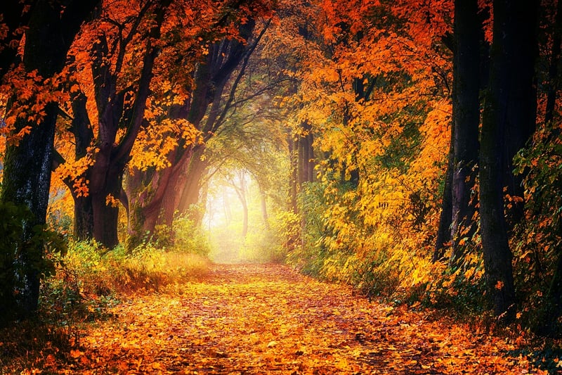 Fantasy Forest Path